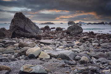 动植物的小知识